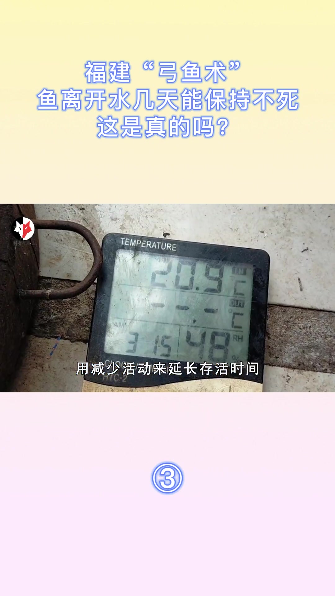 福建“弓鱼术”,鱼离开水几天能保持不死,这是真的吗?弓鱼术 科普一下 鱼类知识