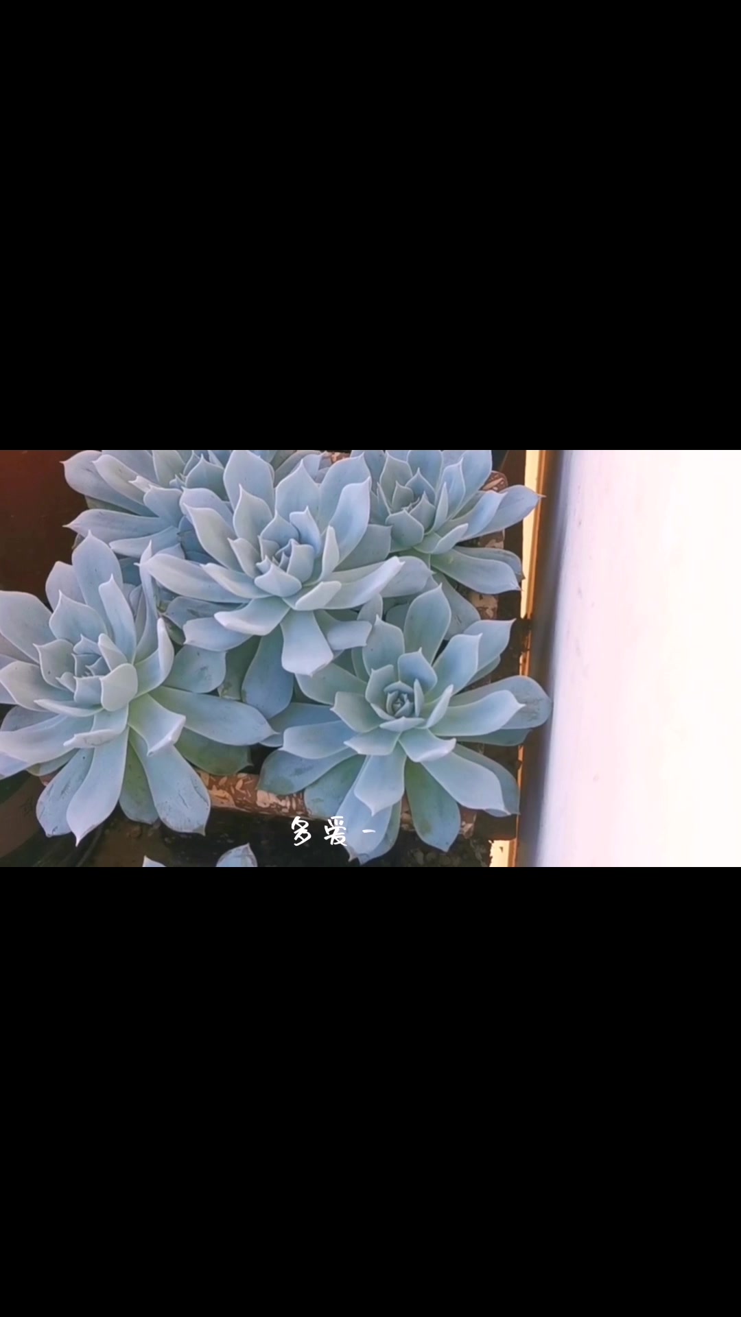 进入夏季多肉植物一片绿色,而我的饺子皮还非常好看