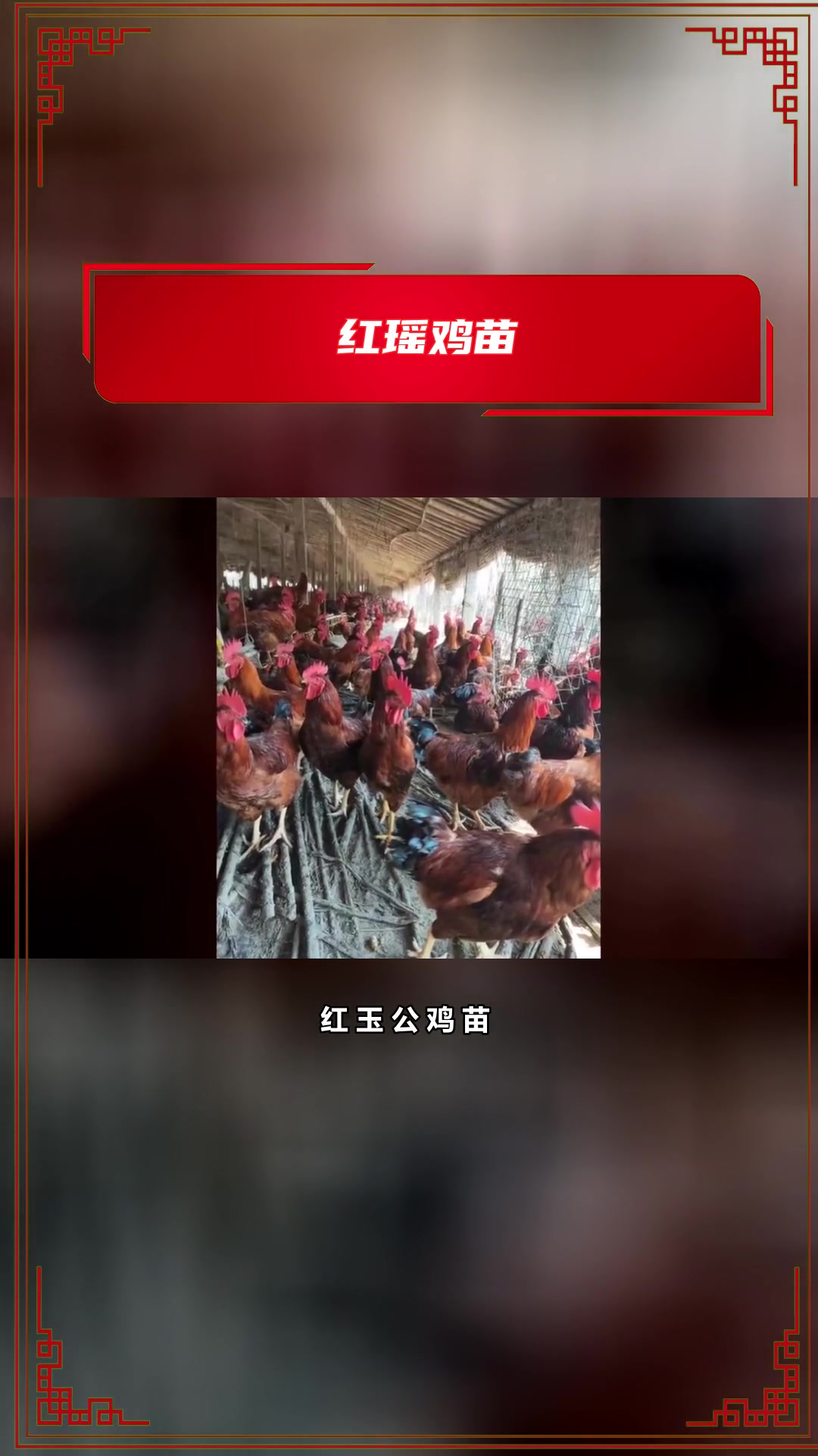 什么样的脱温鸡成活率高?
