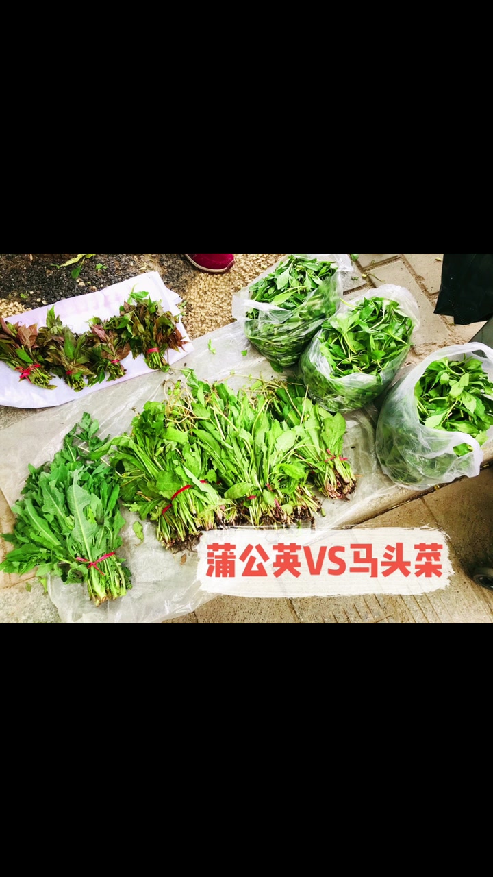 就喜欢早市上这家的豆腐和这家的豆腐干 偶遇马头菜,果断收了