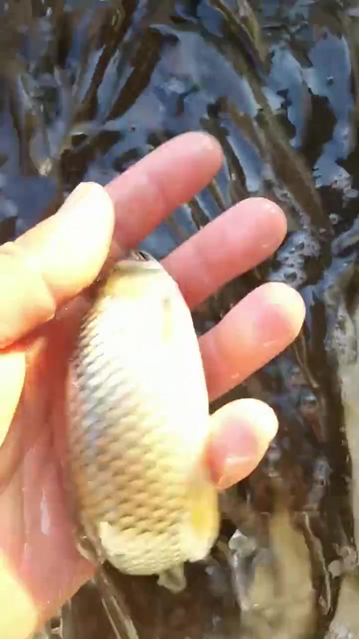 广州潮州草鱼鱼苗场又叫鲩鱼苗。吃草,四大家鱼之一。