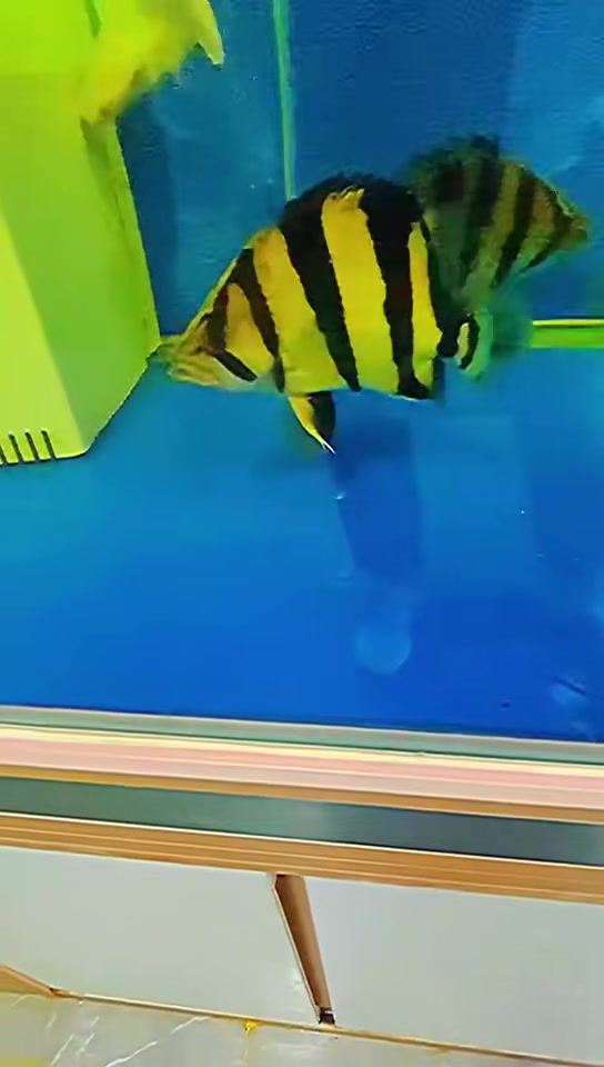 黄皮高亮泰国虎鱼