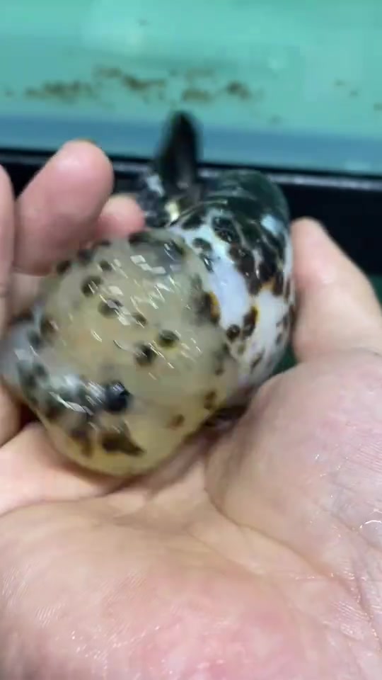 兰寿金鱼是丑?还是萌?