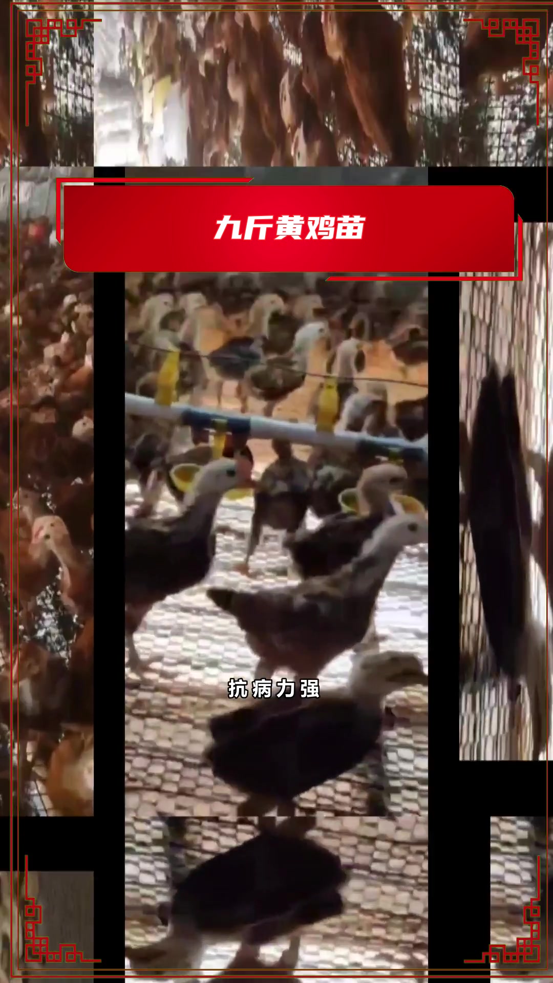 你知道什么样的红鸡苗抗病力强吗?