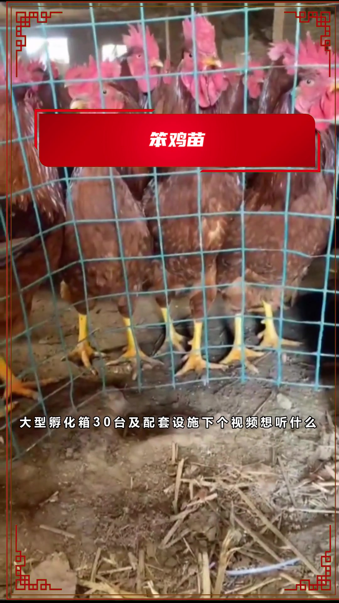 你知道什么样的苗成活率高?