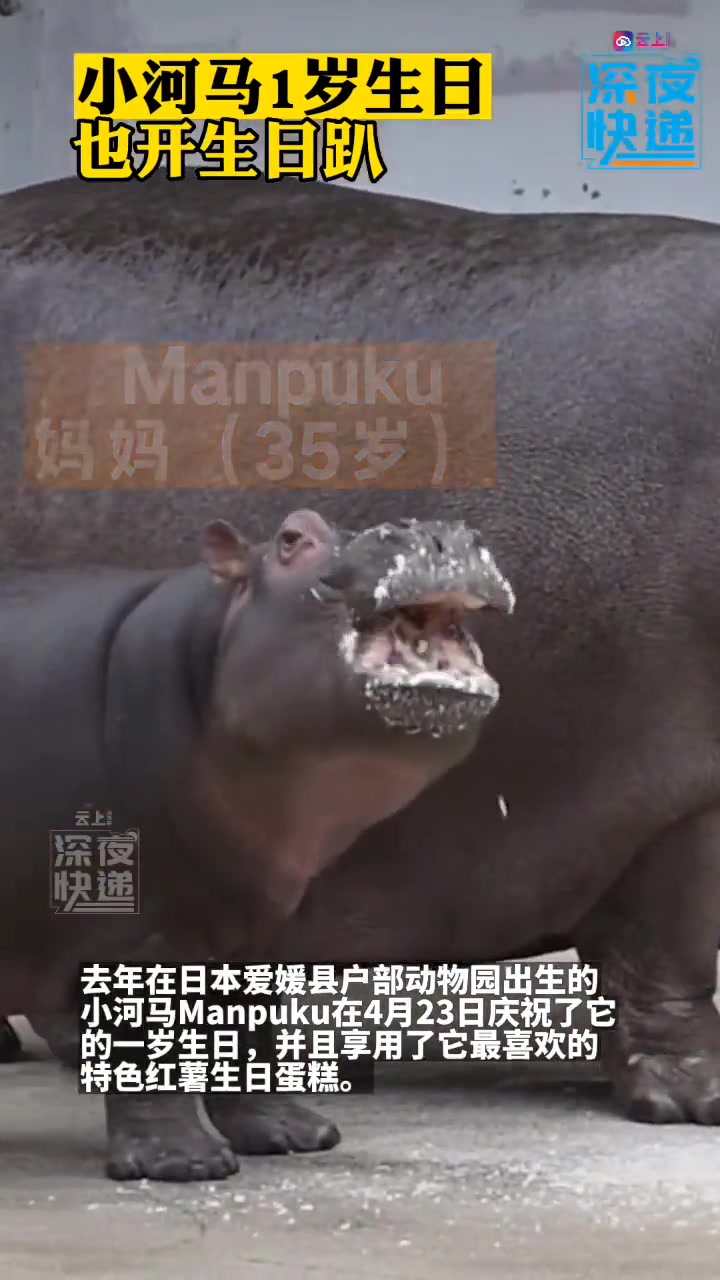 日本:小河马1岁生日也开生日趴 去年在日本爱媛县户部动物园出生的小河马Manpuku在4月