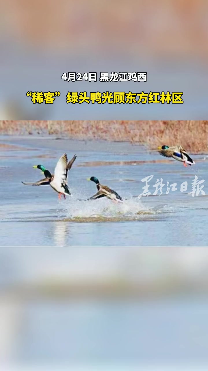 “稀客”绿头鸭光顾东方红林区