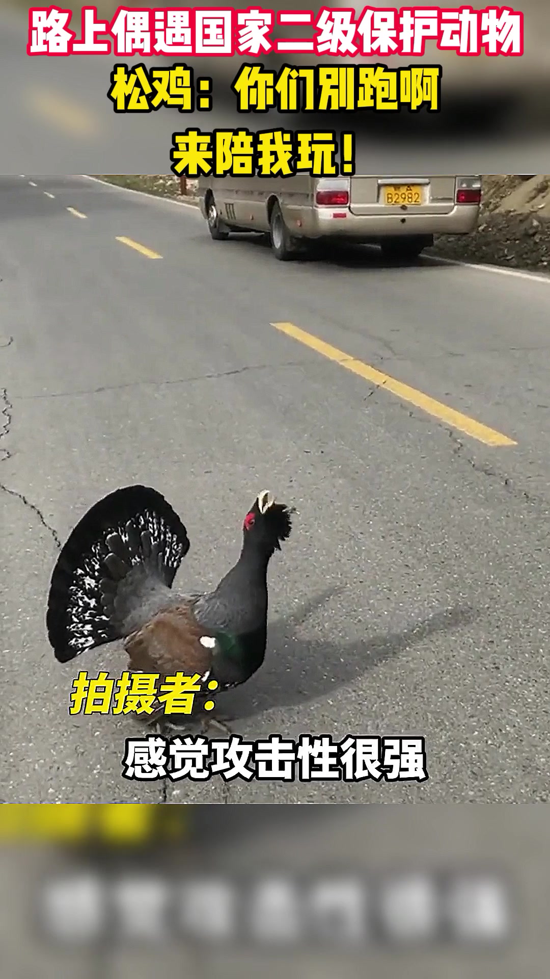 路上偶遇国家二级保护动物,松鸡:你们别跑啊,来陪我玩!