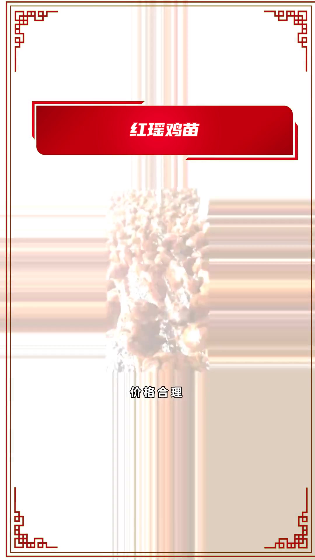 你知道什么鸡苗抗病力强吗?
