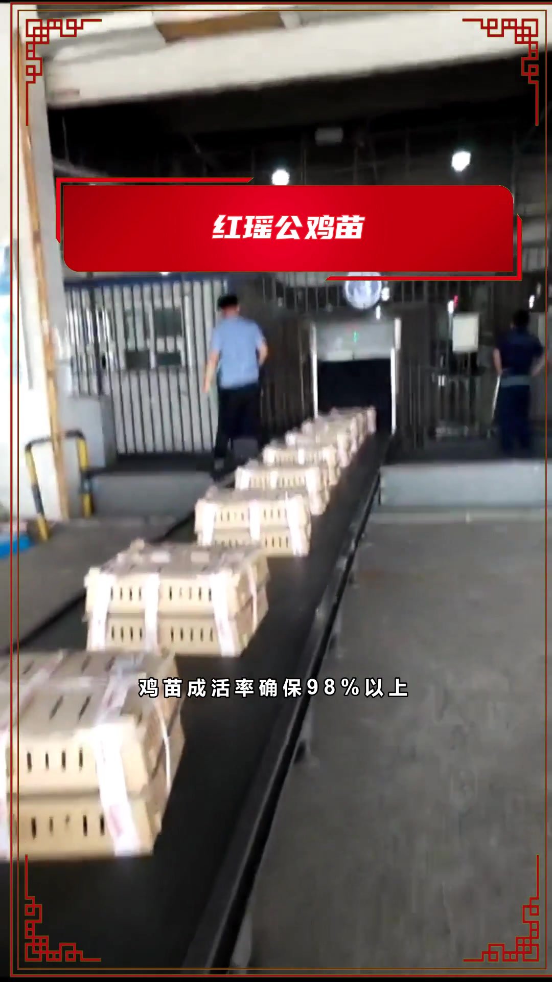 你知道什么红鸡苗成活率高?
