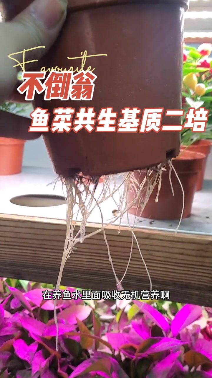 鱼菜共生基质二培 鱼花共生 阳台鱼菜共生 鱼菜共生 家庭鱼菜共生 鱼菜共生系统