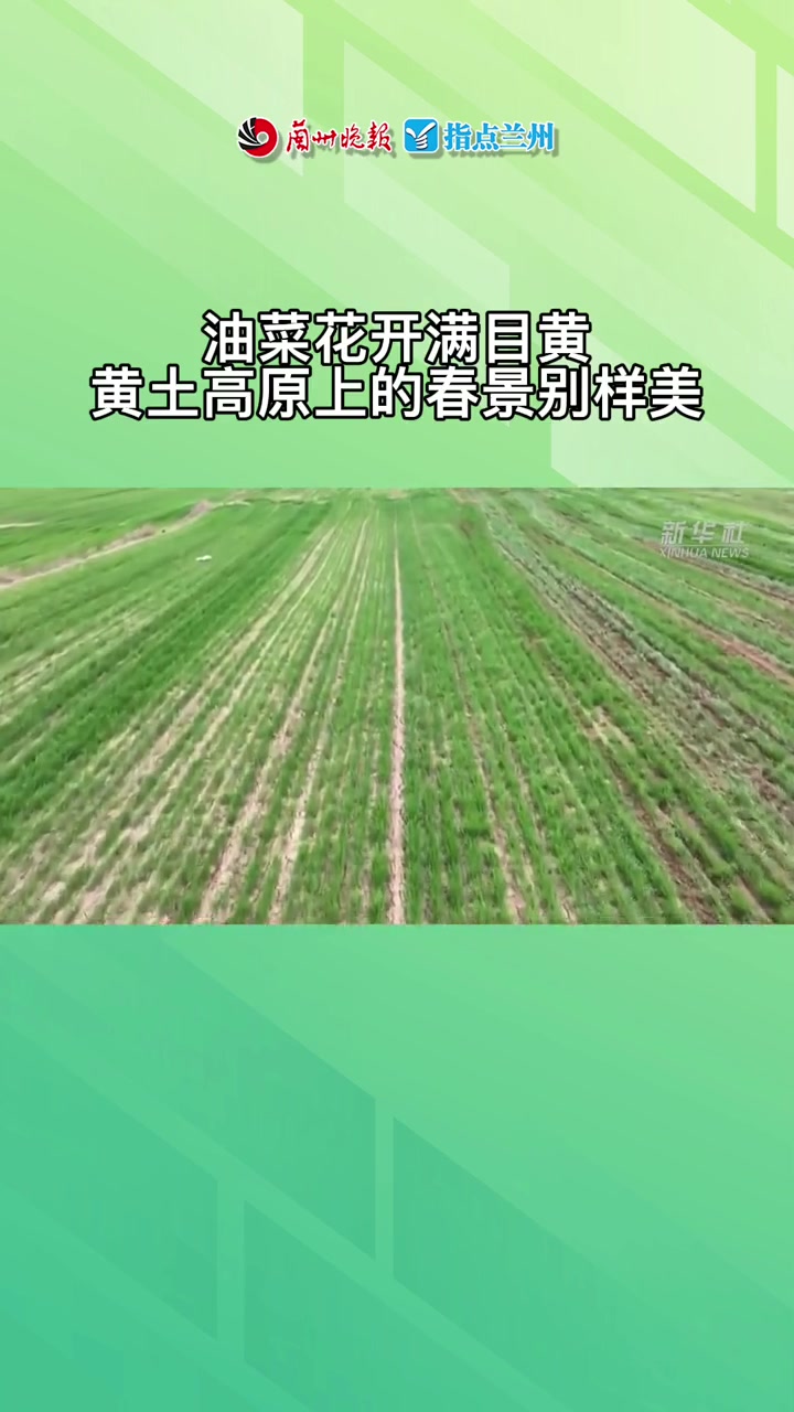 油菜花开满目黄——黄土高原上的春景别样美 最美风景 一起享受大自然的美