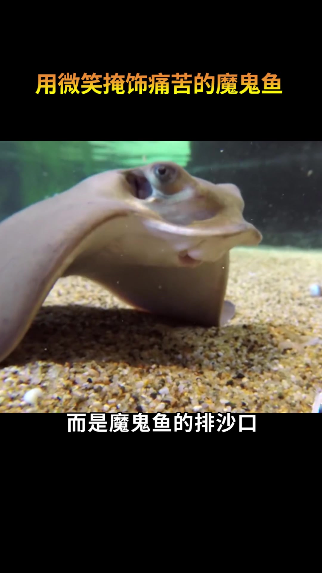 原来看似魔鬼鱼的大笑,却是它痛苦的时刻