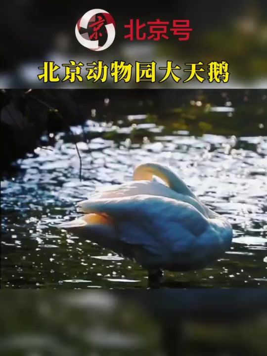 北京号里的小动物|北京动物园里优雅的大天鹅