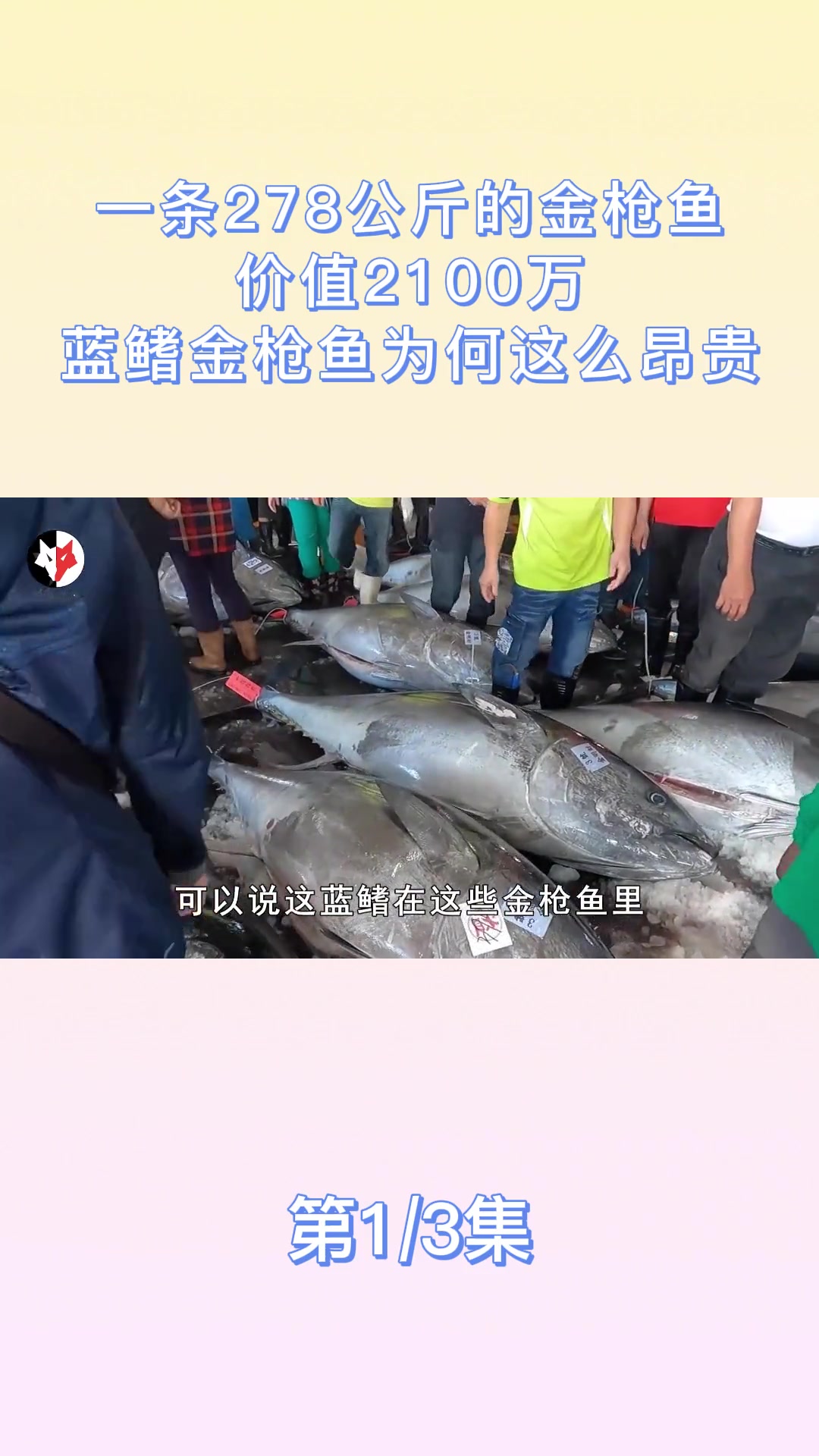 一条278公斤的金枪鱼,价值2100万?蓝鳍金枪鱼为何这么昂贵?动物圈 天价美食 蓝鳍金枪