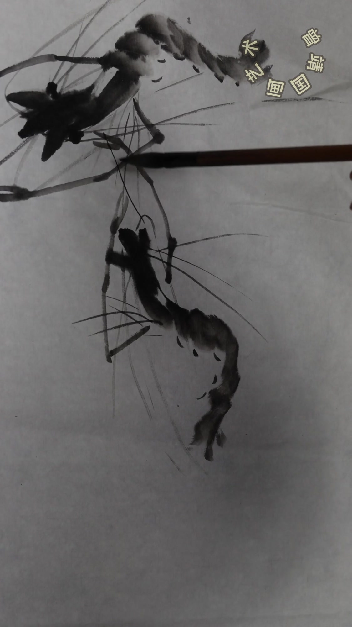 曾靖国画教学写意虾的画法零基础学画画