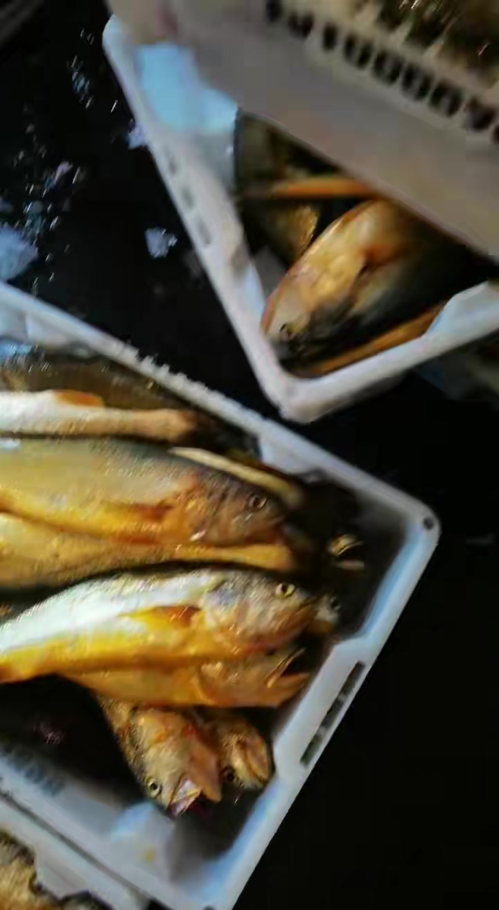 东海野生大黄鱼,太漂亮了