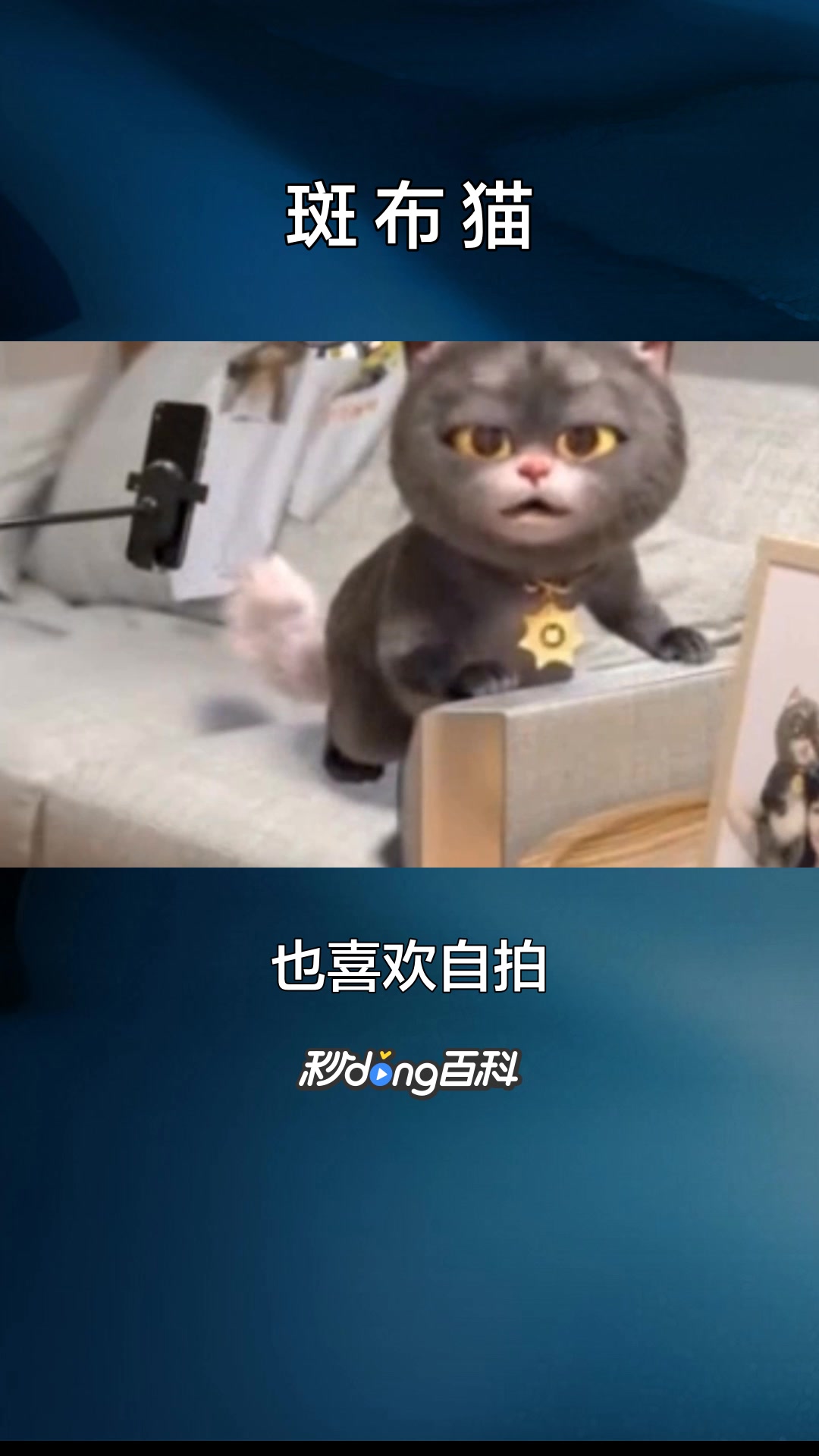 一分钟了解《斑布猫》