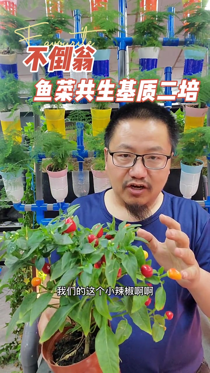 用最简单的方式实现生态循环,同时能获取收益,是不是叫鱼菜共生并不重要 鱼花共生 阳台鱼菜共