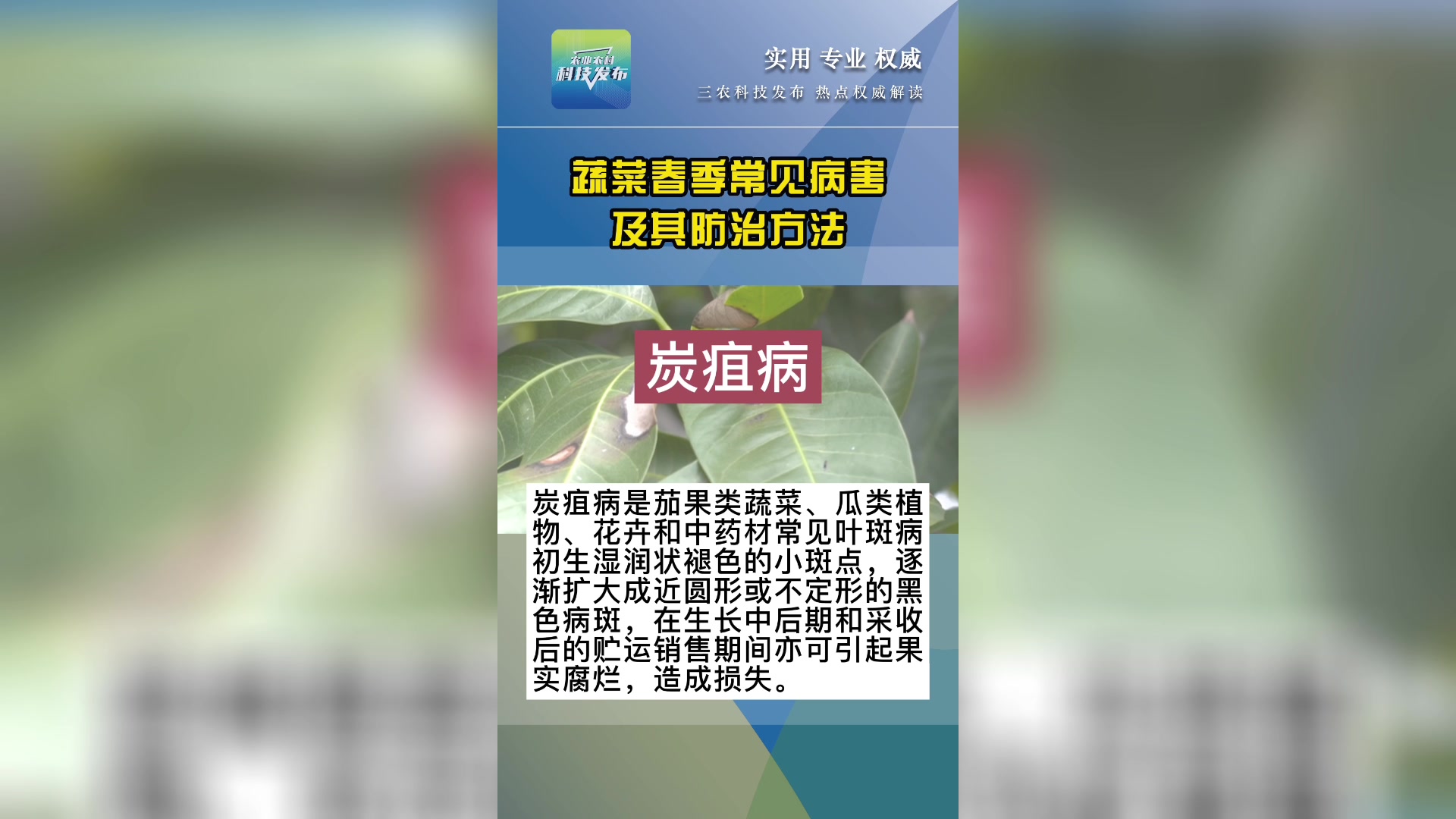 蔬菜春季常见病害及其防治方法,赶快收藏!