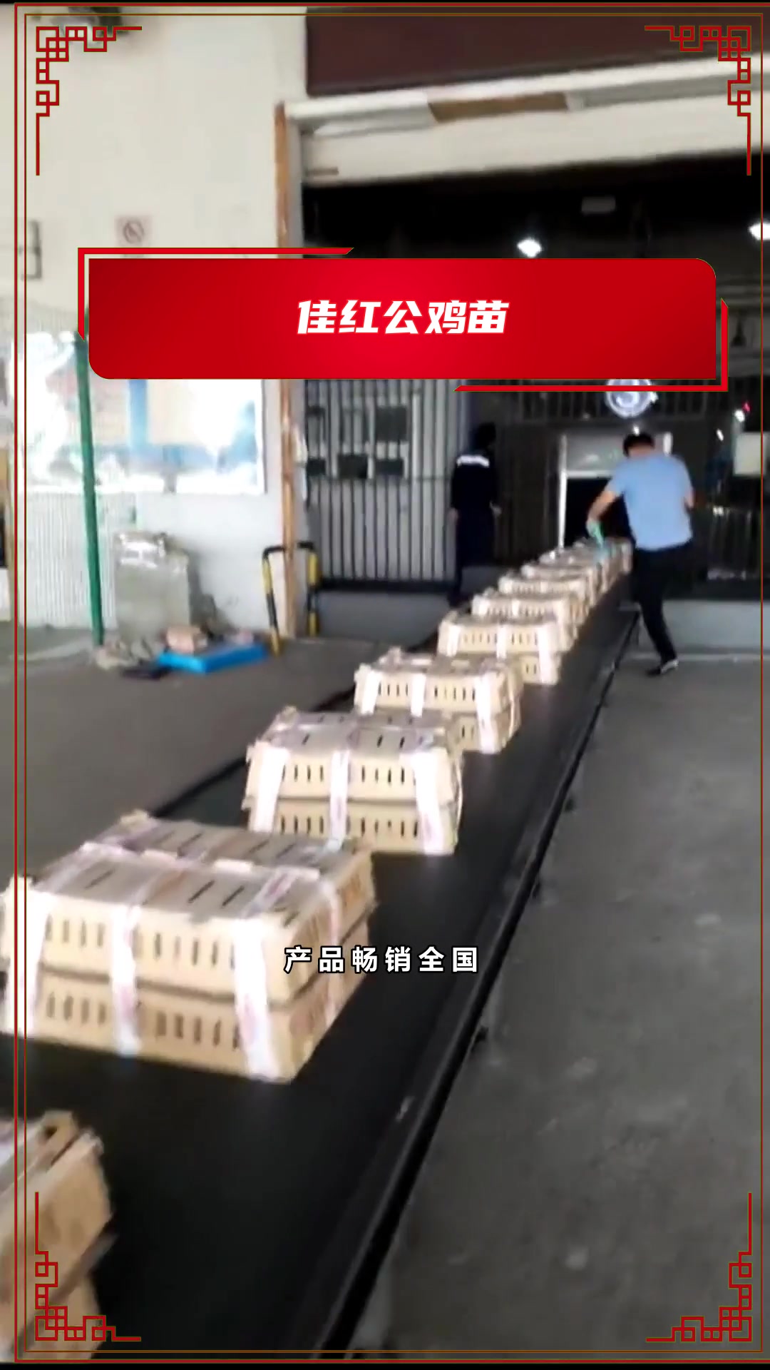 什么样的红鸡苗圈养好?