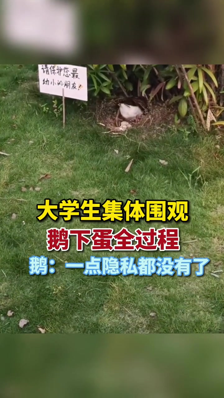 大学生集体围观鹅下蛋全过程,鹅:一点隐私都没有了