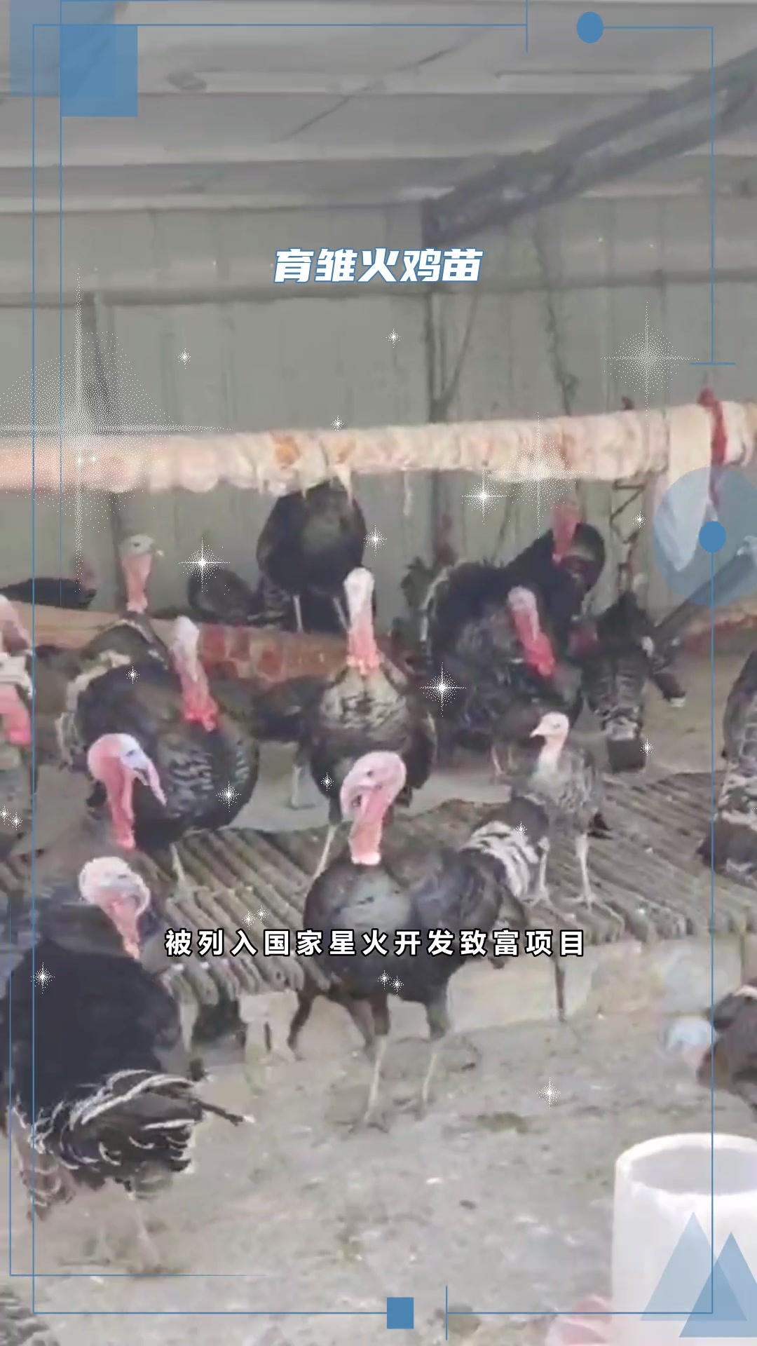 尼古拉700系火鸡