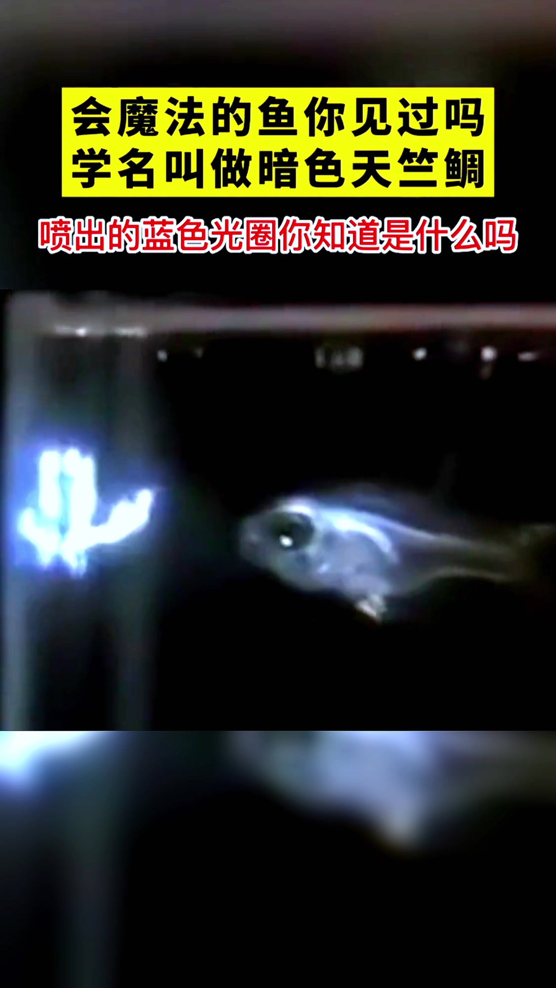 会“魔法”的鱼你见过吗?你知道吐出的蓝色光圈是什么吗?