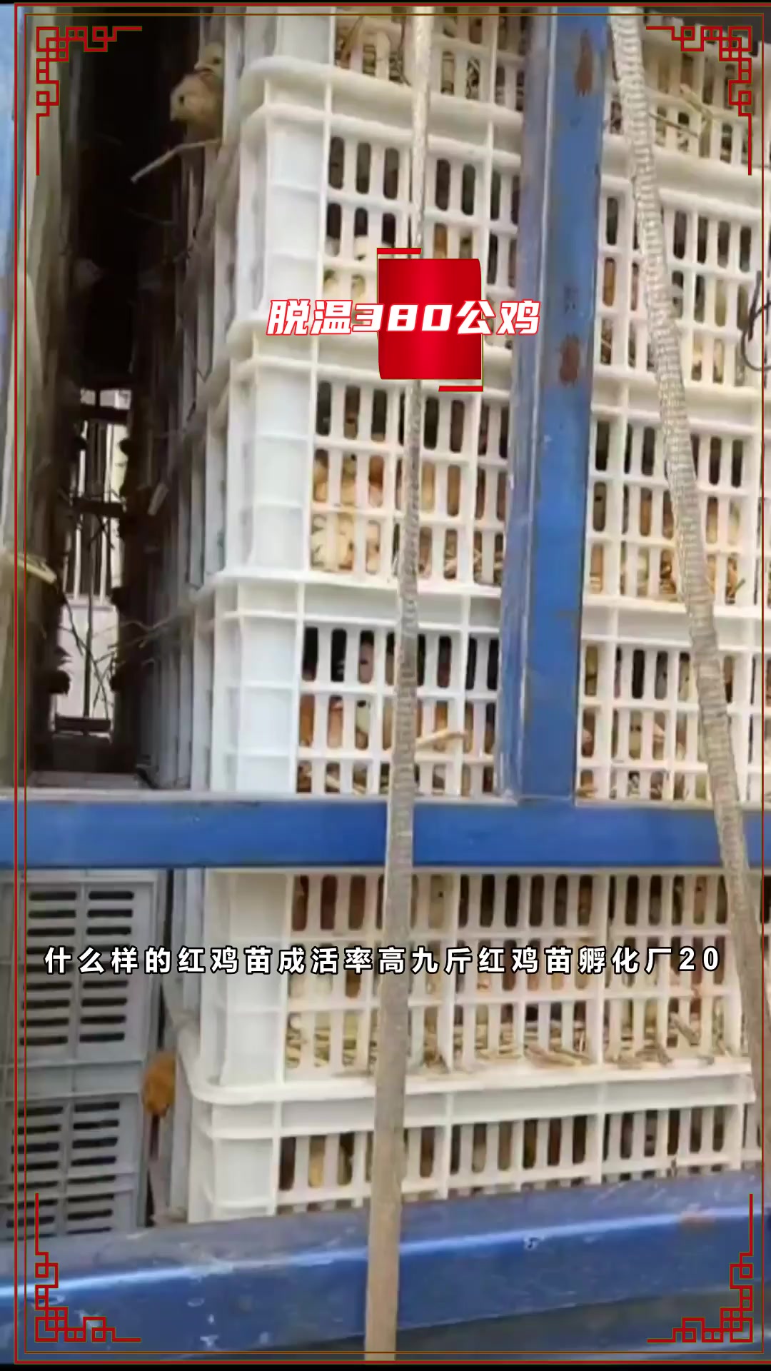 什么样的苗圈养好?