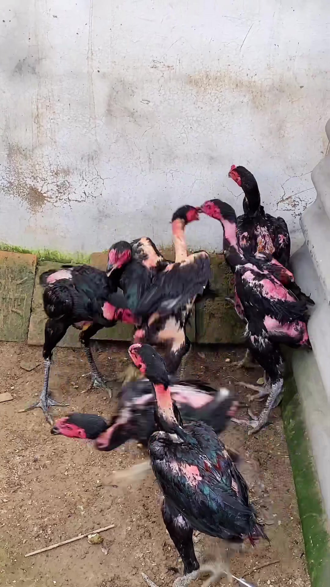 4到五斤左右的斗鸡苗