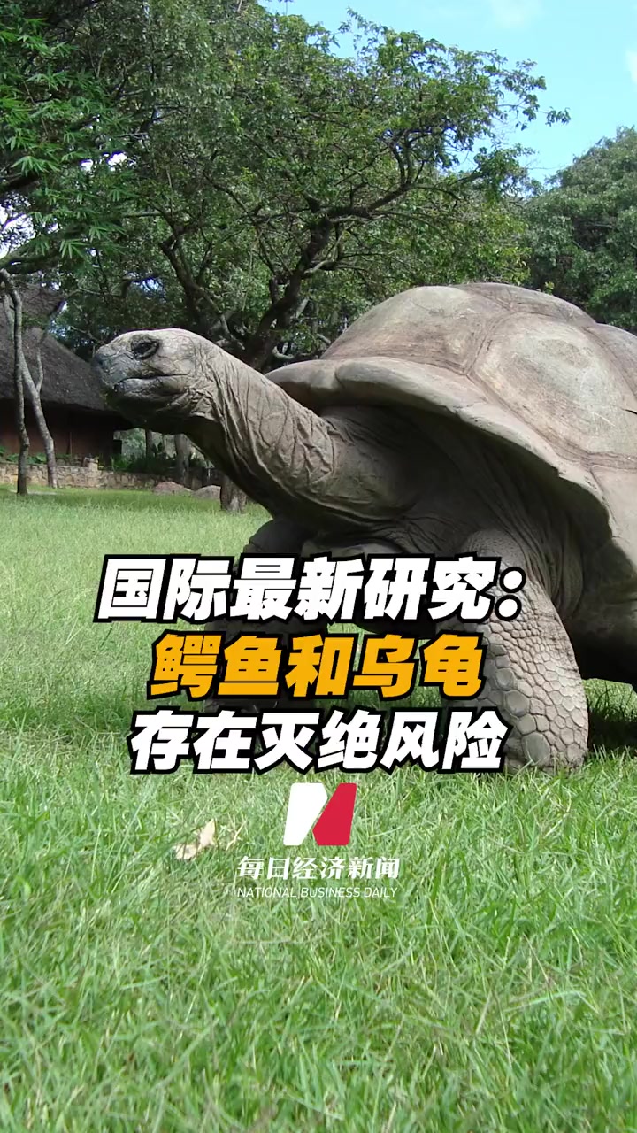 国际最新研究:鳄鱼乌龟存在灭绝风险 全球超21%爬行动物物种存在灭绝风险 乌龟 鳄鱼