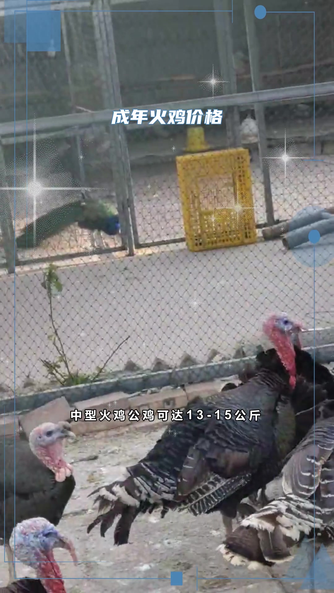 尼古拉500系火鸡