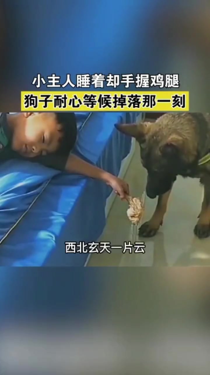 小主人手握鸡腿睡着 狗狗耐心等候掉落的那一刻 一刻