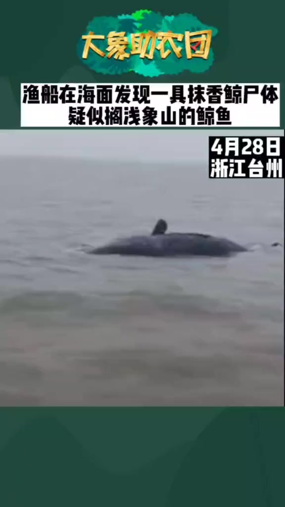 渔船在海面发现一具抹香鲸尸体,疑似搁浅象山的鲸鱼!抹香鲸鱼 鲸 海蓝时见鲸 鲸鱼 动物 万