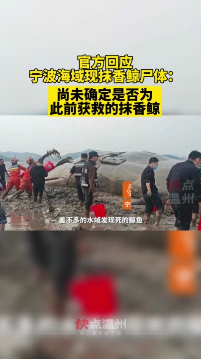 「39号视频」官方回应宁波海域现抹香鲸尸体:尚未确定是否为此前获救的抹香鲸