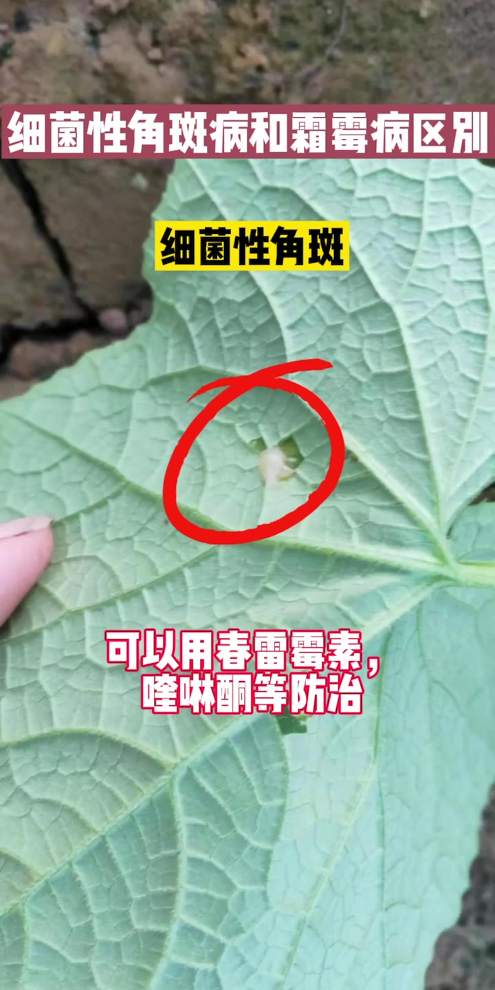 细菌性角斑病和霜霉病有啥区别,一看就懂