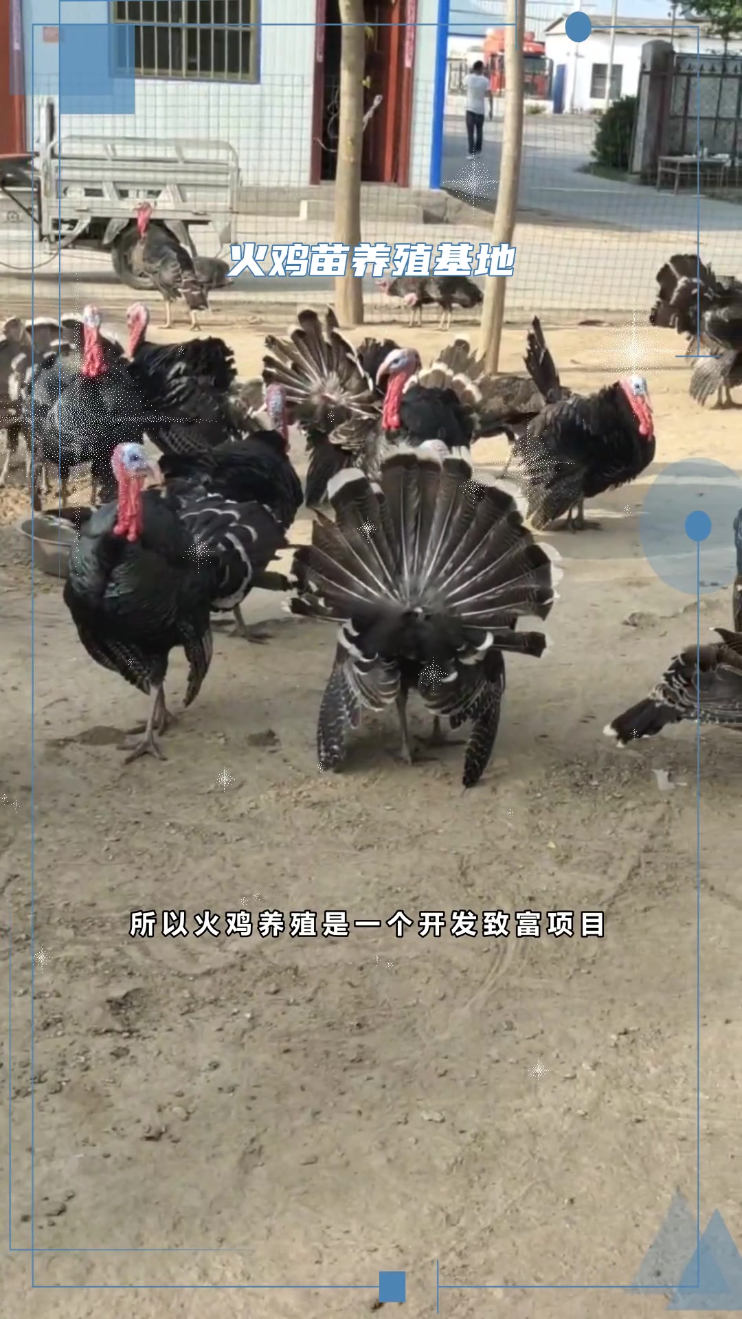 养殖火鸡苗