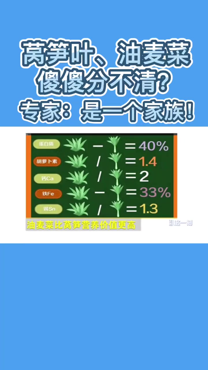 莴笋叶、油麦菜傻傻分不清?专家:是一个家族!