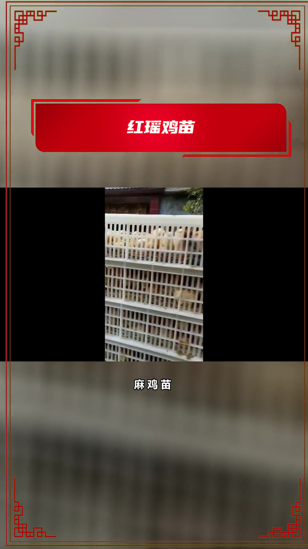 你知道什么样的红玉鸡苗圈养好?