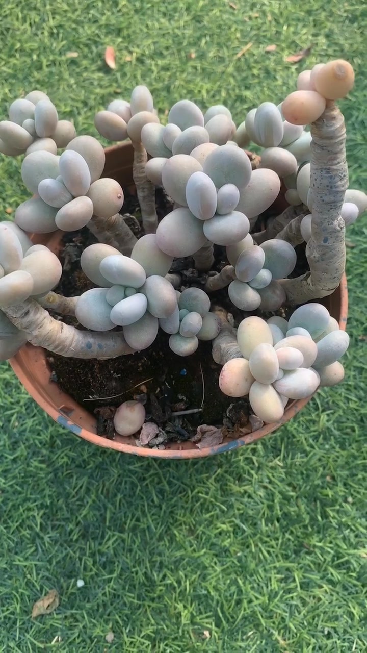 鸡蛋美人奶酪桃蛋糖果美人多肉植物