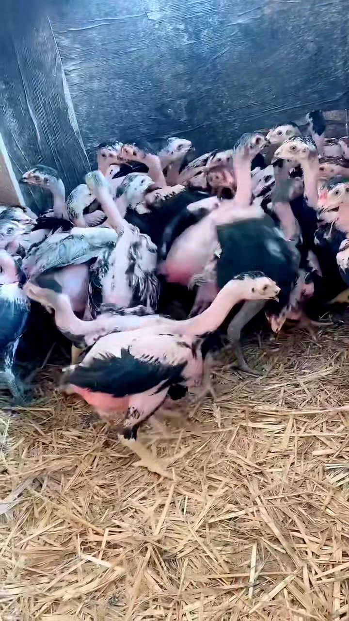 #鬼子斗鸡苗#打背王后带#龙鳞腿鬼子