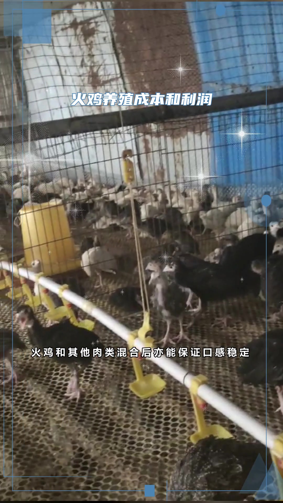 散养火鸡苗