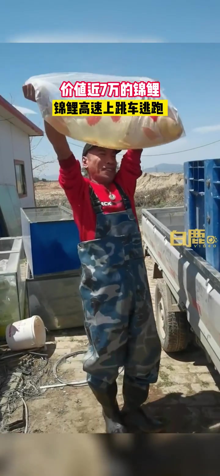 「价值近7万锦鲤高速上跳车逃跑,鱼已经死了,但主人比较乐观」5月1日,河北石家庄。一条有自