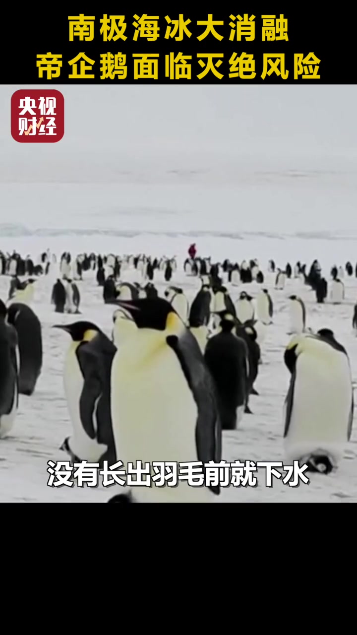 南极海冰大消融,帝企鹅面临灭绝风险