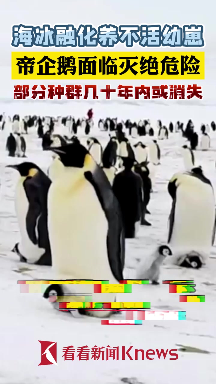 南极海冰融化养不活幼崽 帝企鹅面临灭绝危险