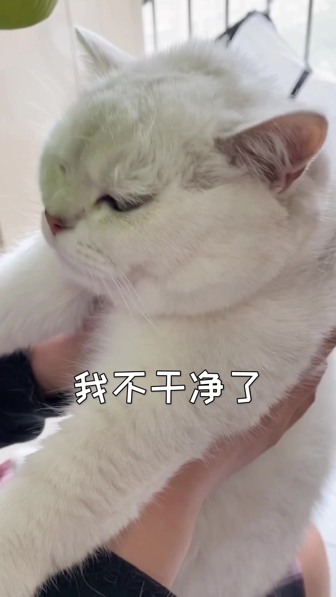 当小猫咪遇上绿头鱼!