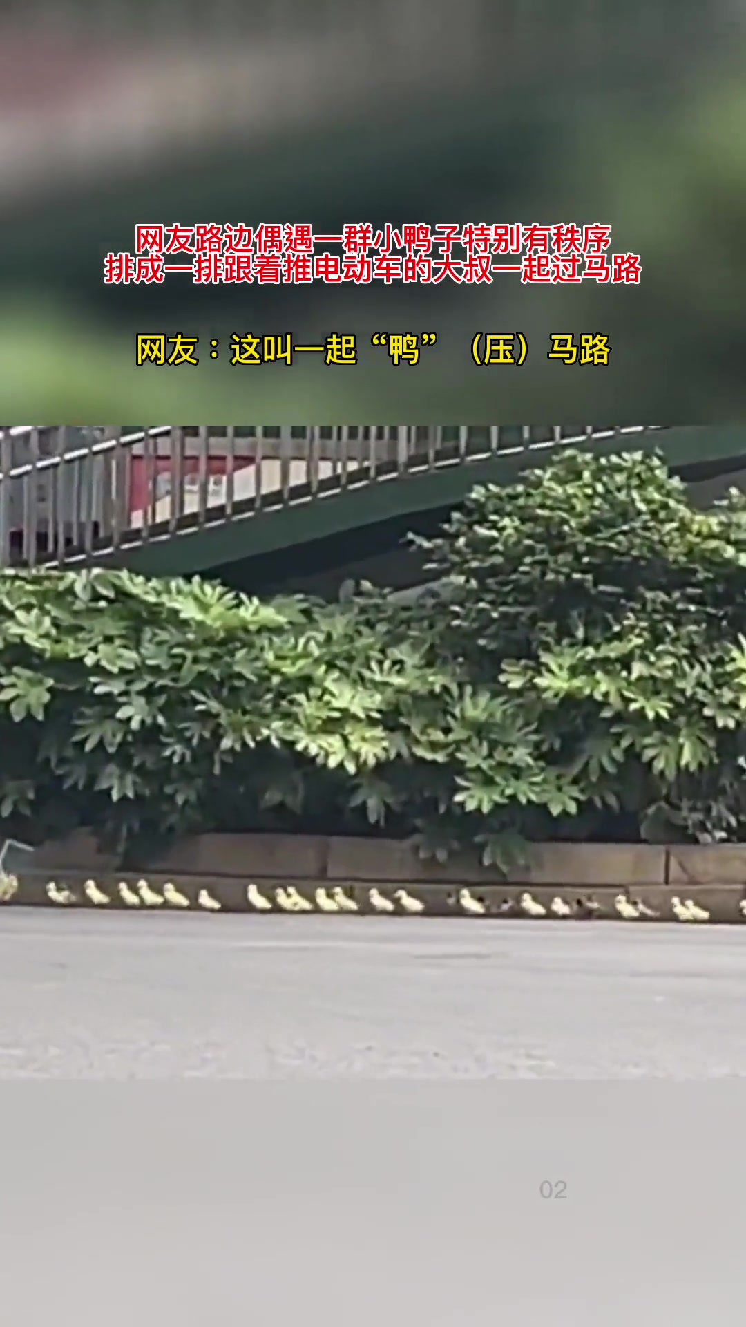 它们是怎么做到这么井然有序的(来源:)可爱 可爱的人总是发现可爱的事 记录真实生活