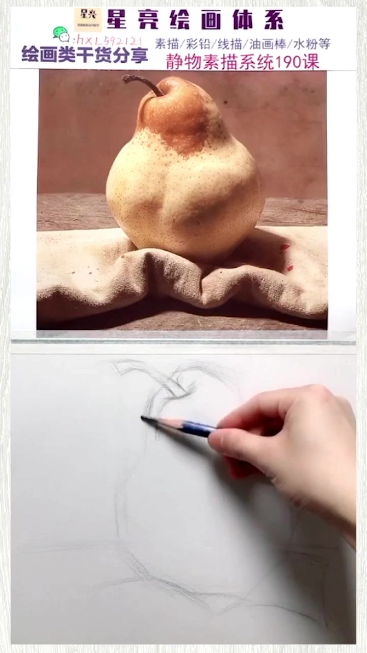 静物素描鸭梨绘画