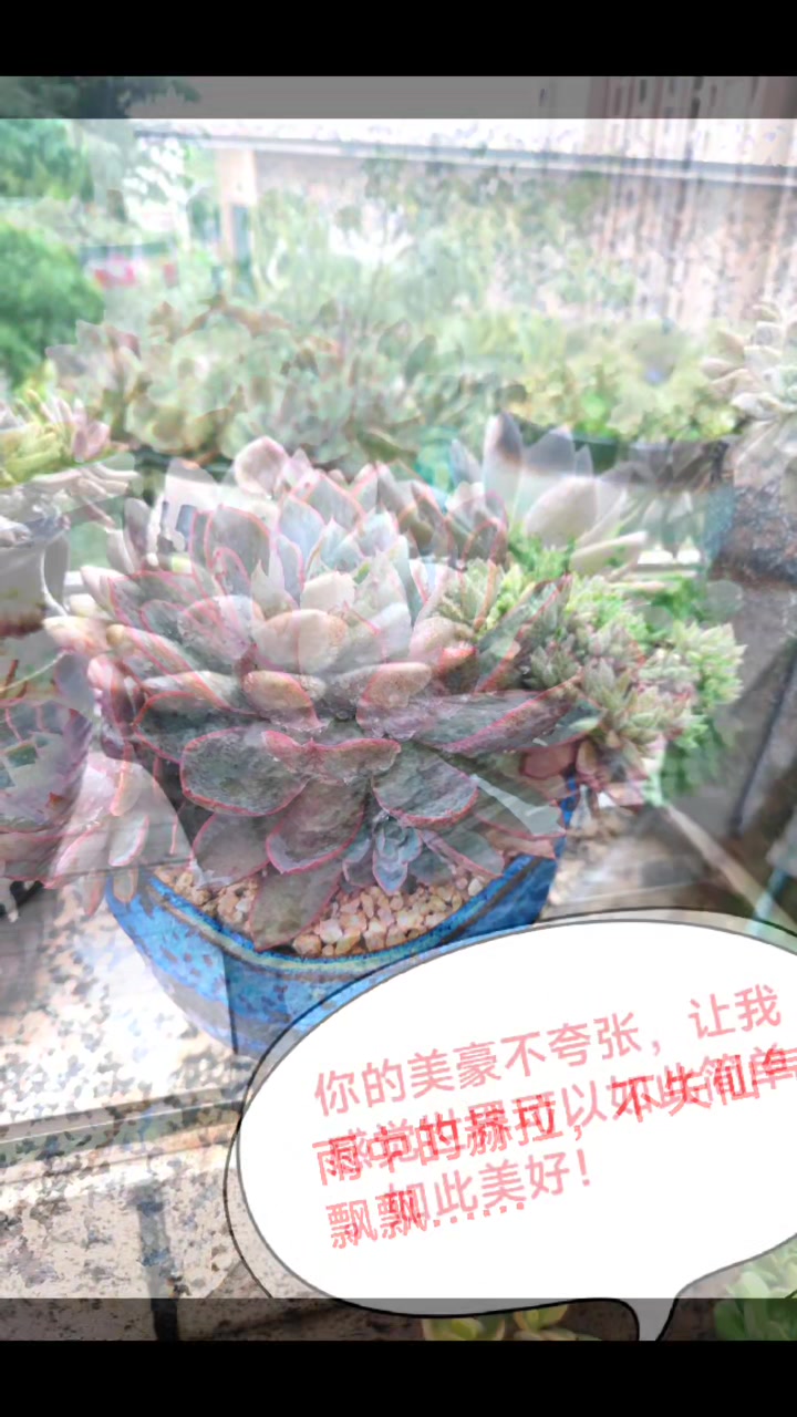 超治愈的多肉,养的是心情,种下的是快乐,时光不语,我心悠然!