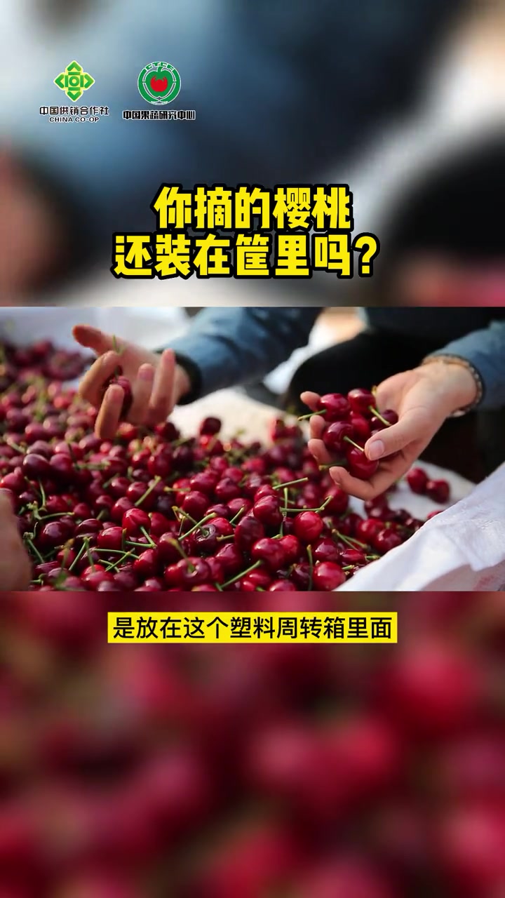 第13集|你摘的 樱桃 还装在筐里吗